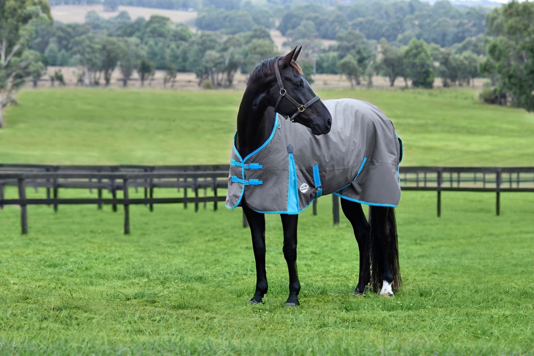 NEW WeatherBeeta Turnouts and Fly Protection for Your Horse This Spring/Summer ‘25