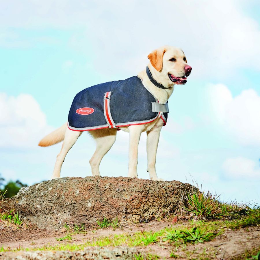 Now Available: Premium Dog Coats and Dog Beds