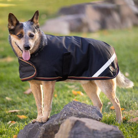 Kensington Signature Winter Dog Coat (180g)