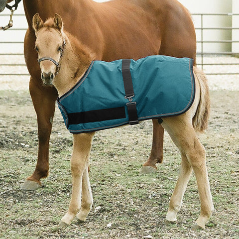Kensington Foal Adjustable Turnout Blanket (180g Medium)