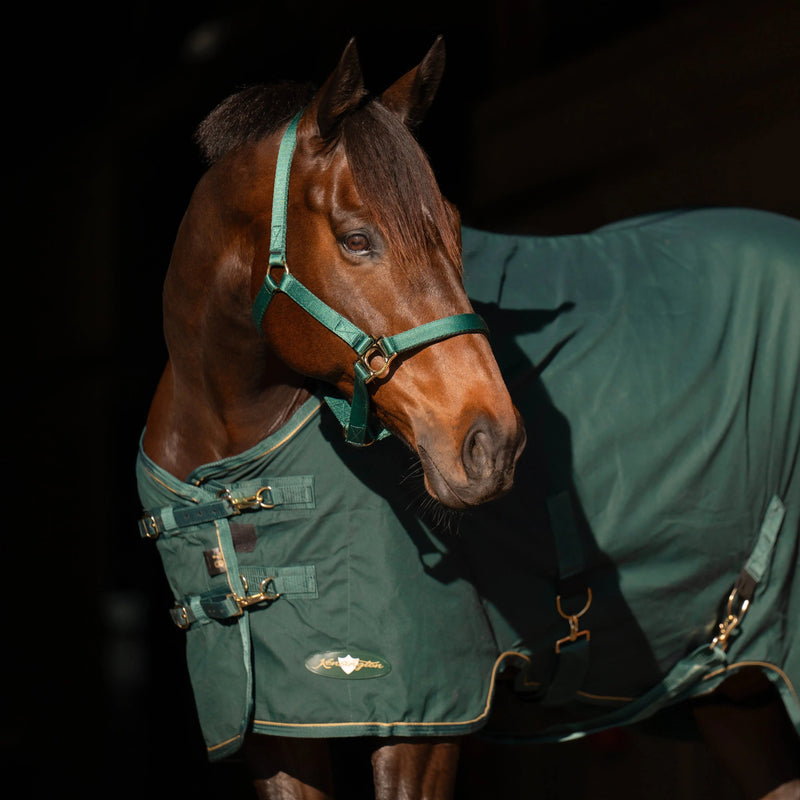 Kensington Equine Horse Poly Cotton Day Sheet|Breathable Stable Sheet In Hunter - Chest