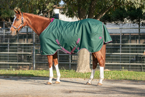 Kensington Signature Turnout Blanket (80g Medium-Lite)