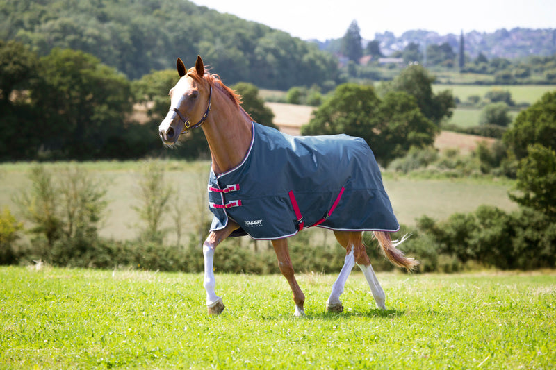 Shires Tempest Original Turnout Sheet (0g Lite) in TEAL - On Horse