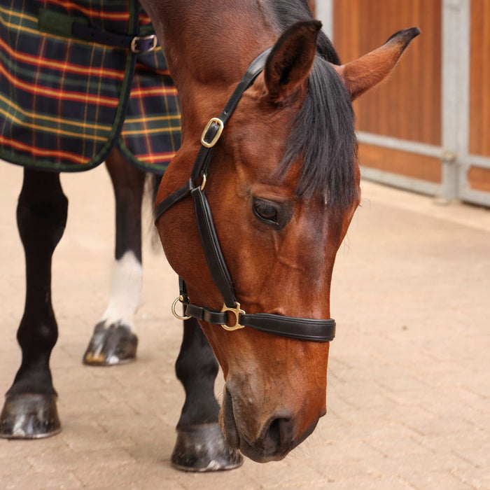 Shires Tempest Plus Stable Sheet (0g Lite)