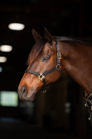 Kensington Standard Nylon Halter with Padded Nose