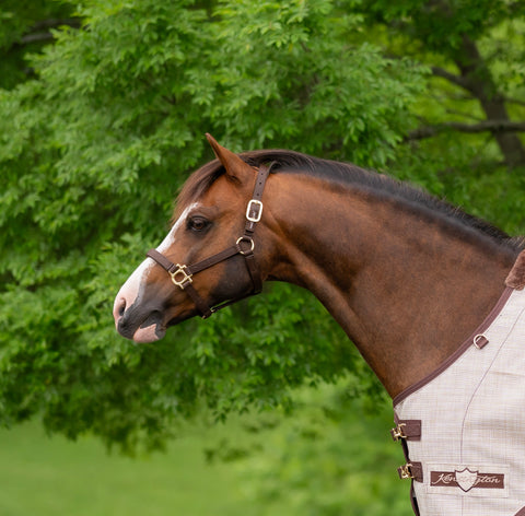 Kensington Standard Nylon Halter with Padded Nose