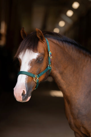 Kensington Standard Nylon Halter with Padded Nose