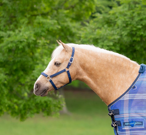 Kensington Standard Nylon Halter with Padded Nose