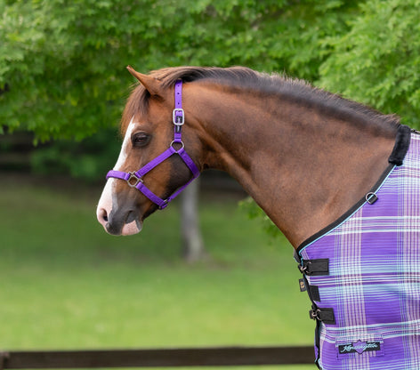 Kensington Standard Nylon Halter with Padded Nose