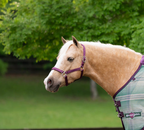 Kensington Standard Nylon Halter with Padded Nose