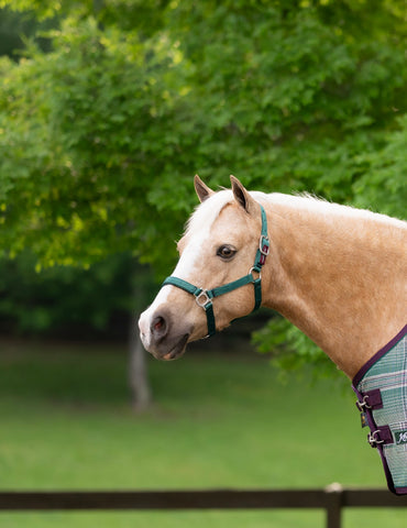 Kensington Standard Nylon Halter with Padded Nose