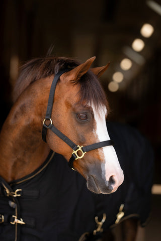 Kensington Standard Nylon Halter with Padded Nose