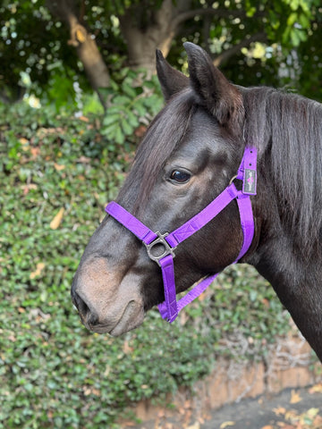 Kensington Standard Nylon Halter with Padded Nose