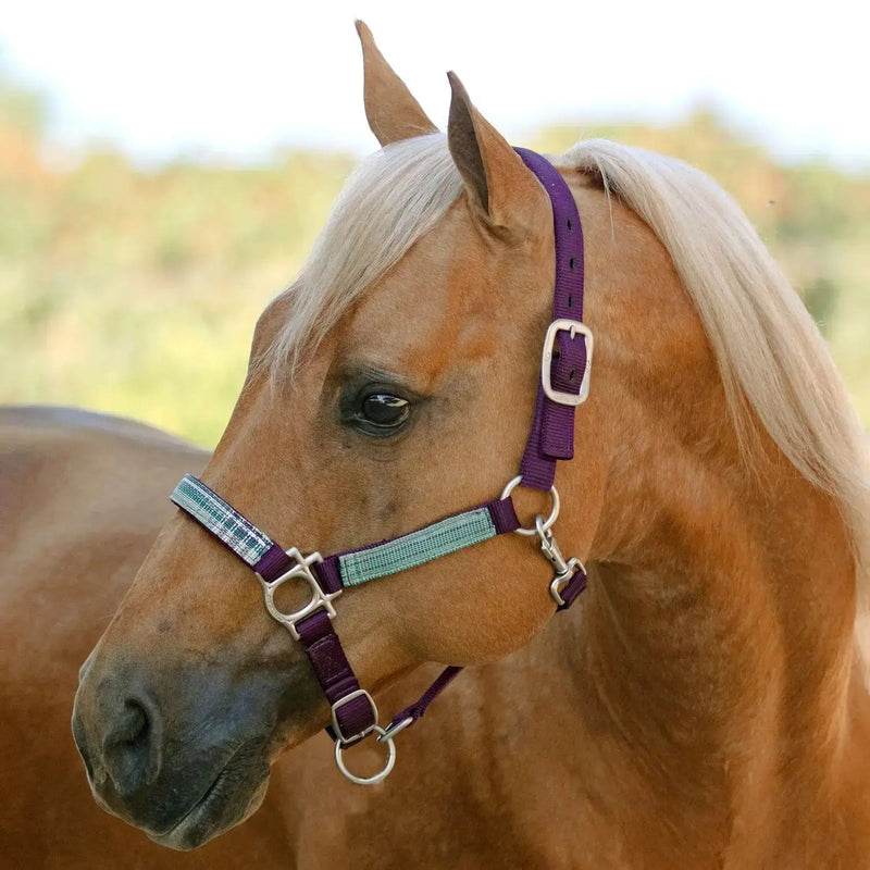 Reflective Nylon Halter with Textliene Kensington Protective Products