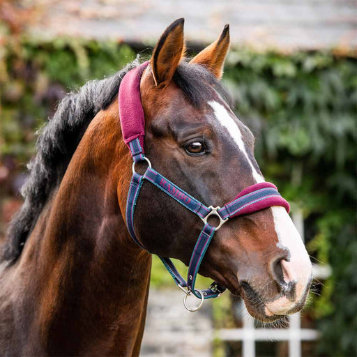 Rambo Padded Halter in Burgundy