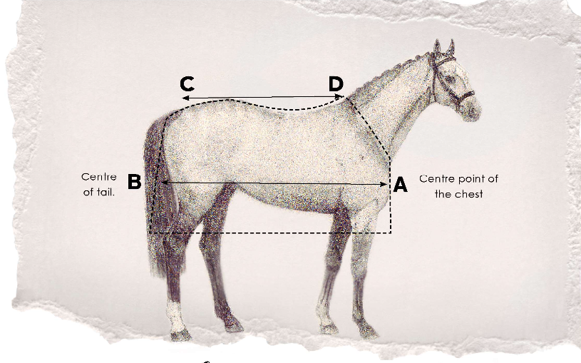 How to measure your horse