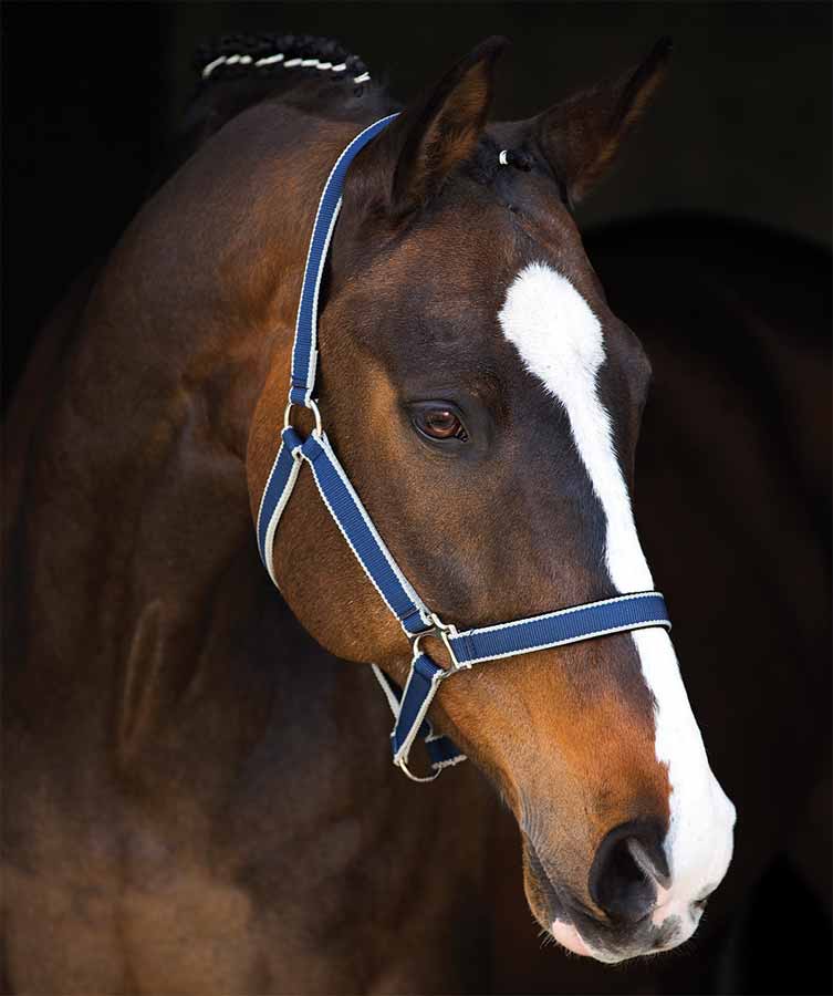Amigo Padded Nylon Halter - Closeout