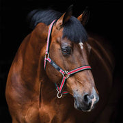 Amigo Padded Nylon Halter - Red (Green/White/Black Trim)