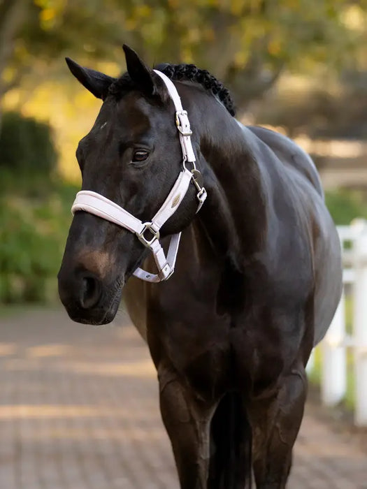 LeMieux Versailles Headcollar