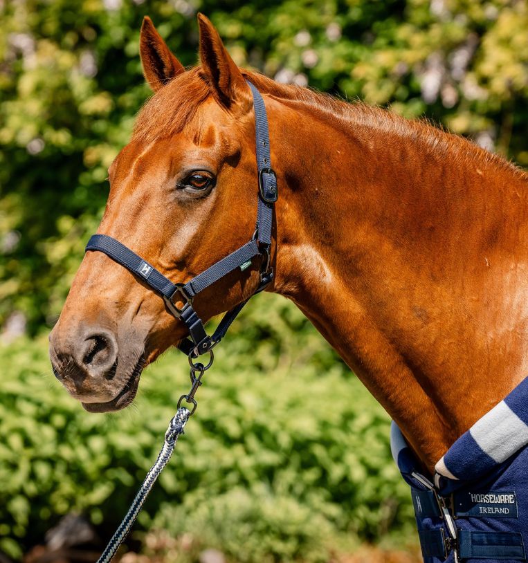 Horseware Newmarket Halter & Leadrope