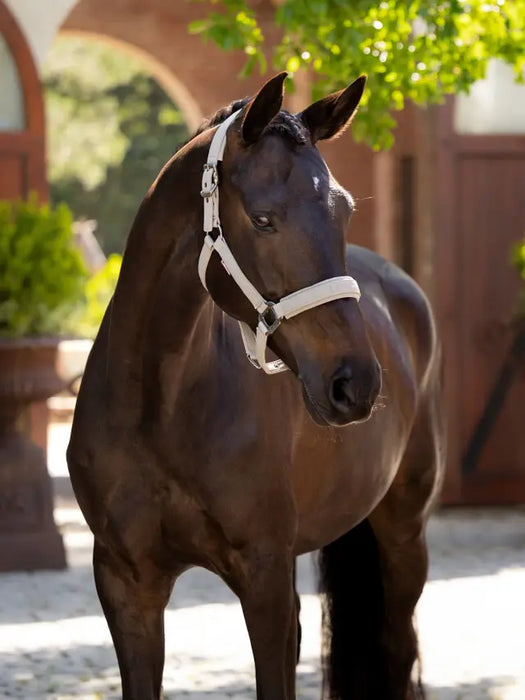 LeMieux Essence Headcollar
