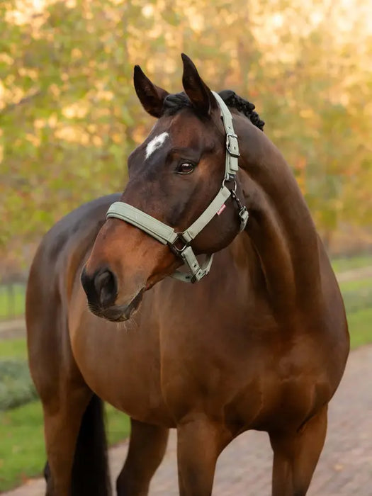 LeMieux Essence Headcollar