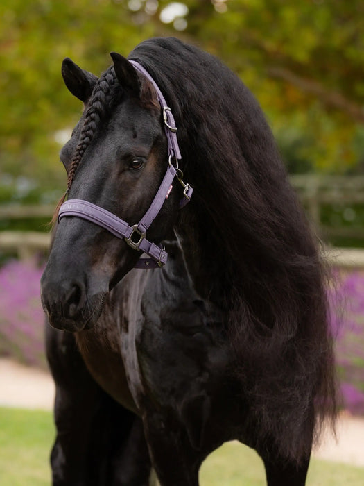 LeMieux Essence Headcollar