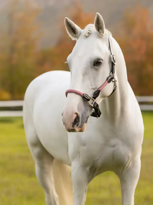 LeMieux Ropella Headcollar