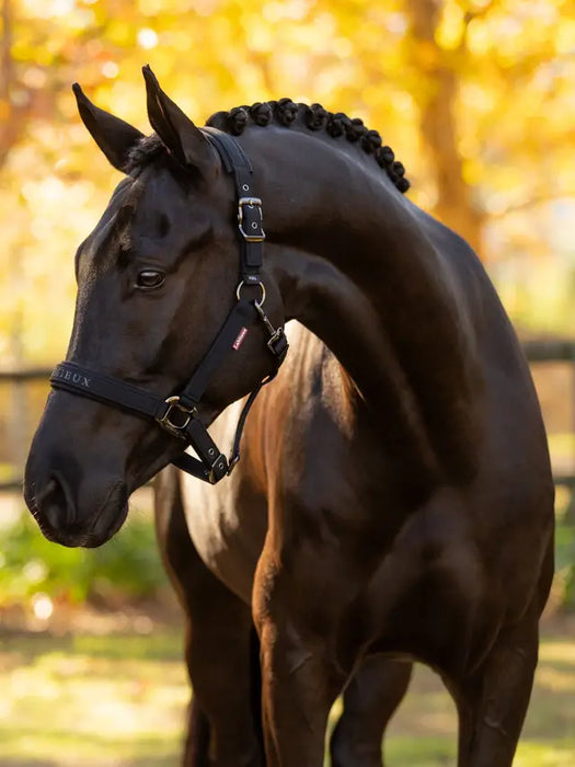 LeMieux Essence Headcollar