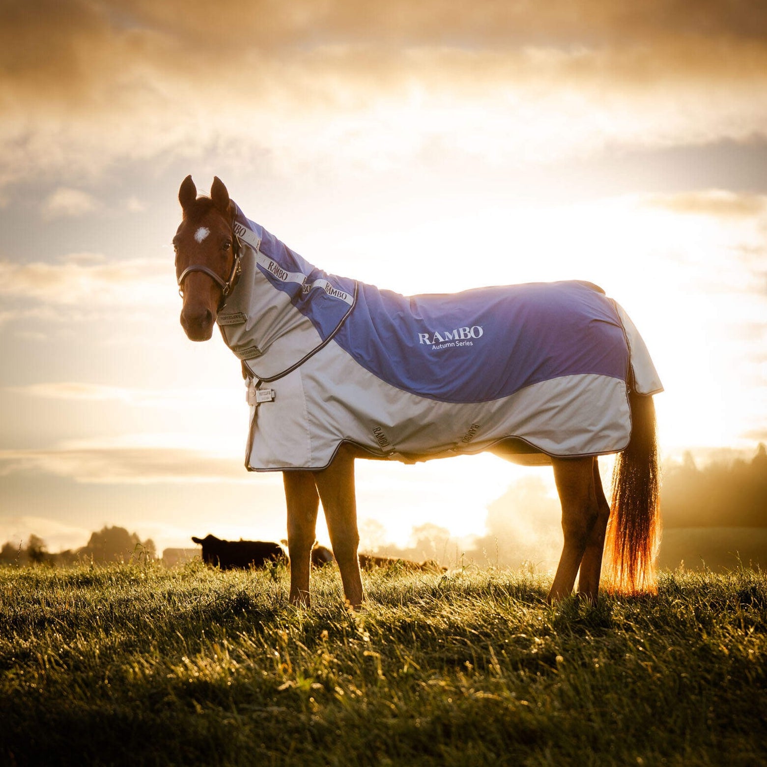 Rambo Autumn Series Turnout Sheet (0g Lite, 100g Contour Cut Liner, Ho