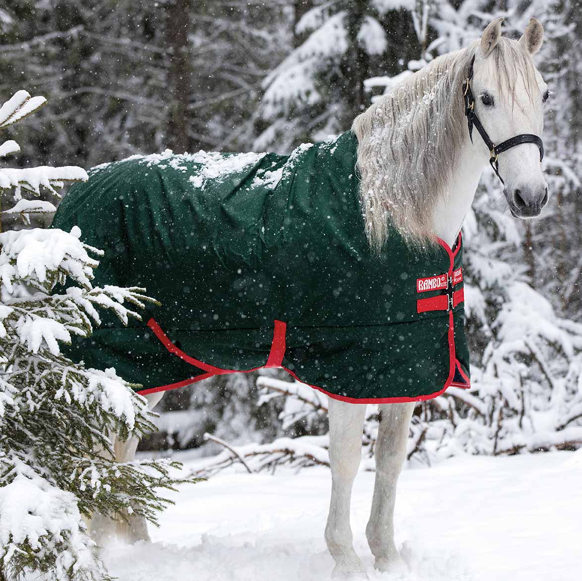 Rambo Original Turnout Blanket (400g Heavy) — Performance Horse Blankets